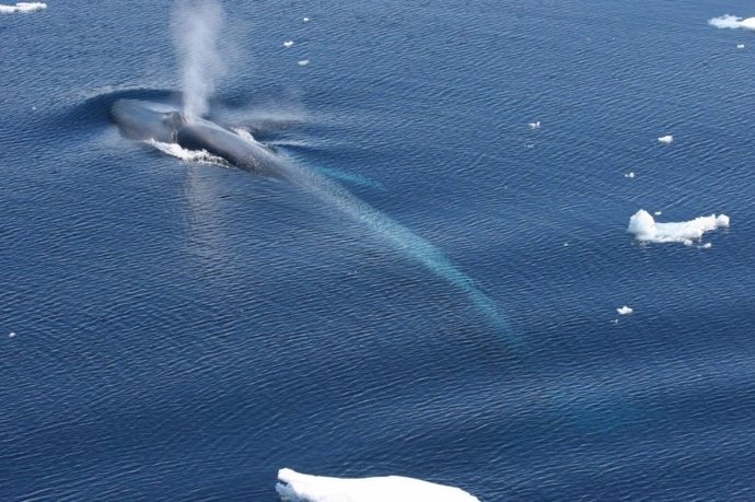 Ballena azul