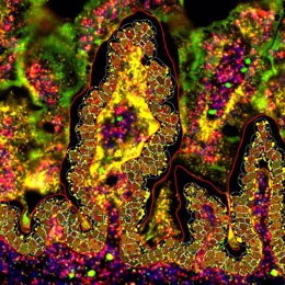 Corte longitudinal del intestino en el que se ha delineado en rojo una vellosidad del epitelio intestinal, tejido en el que se ha estudiado el patrón de expresión del gen Tet3.