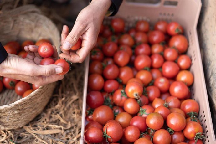 Archivo - Tomates