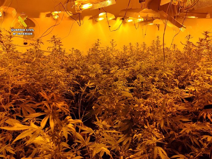 Imagen de archivo de una plantación de marihuana desmantelada por Guardia Civil.