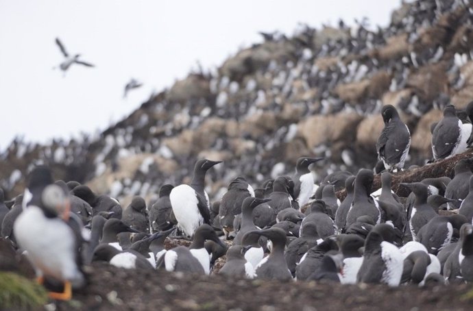 Una colonia de aves marinas en Noruega, en la que se podría aplicar este modelo.