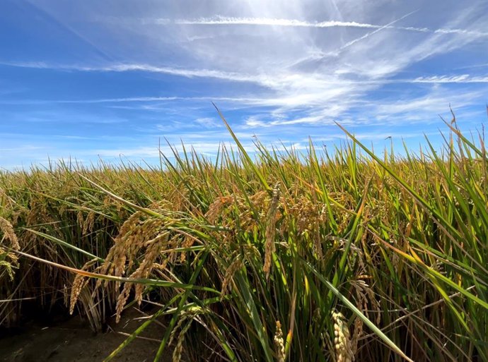 Arrozal en Doñana.