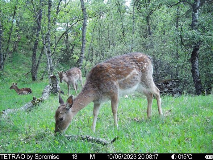 Ejemplar de Gamo captado por una cámara de fototrampeo.