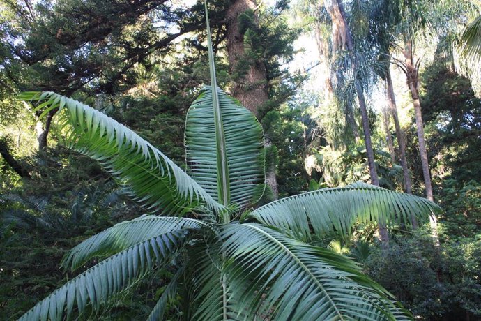 Archivo - El Jardín Botánico Histórico La Concepción de la ciudad de Málaga en una imagen de archivo 