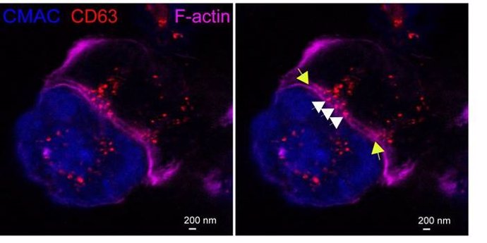 Descubren mecanismos en la sinapsis inmune que podrían mejorar terapias contra el cáncer y enfermedades autoinmunes