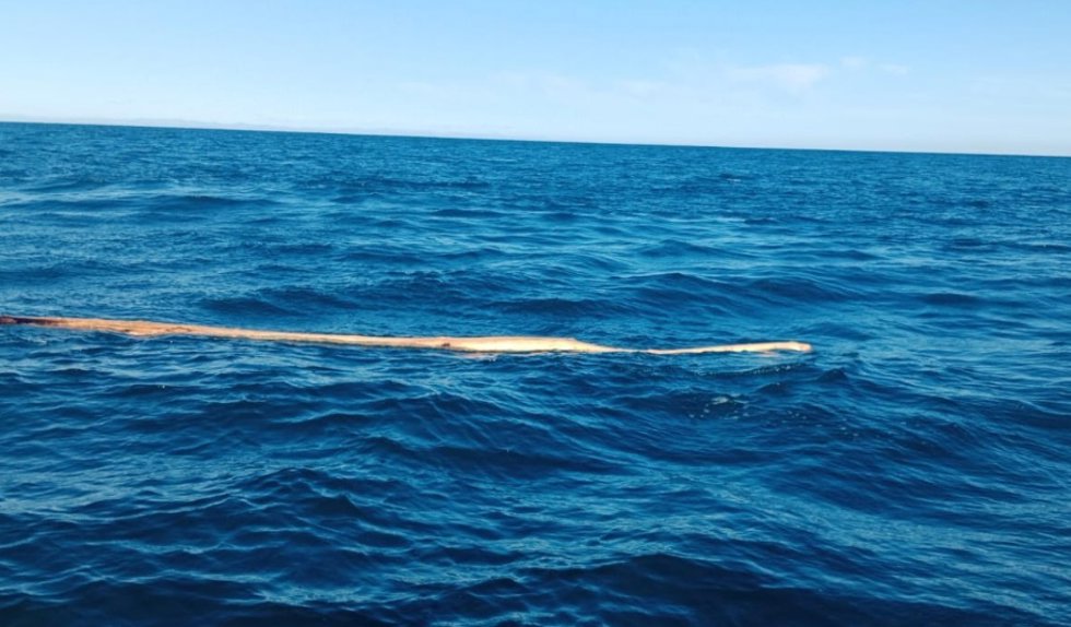Tronco flotando en aguas de Tavernes