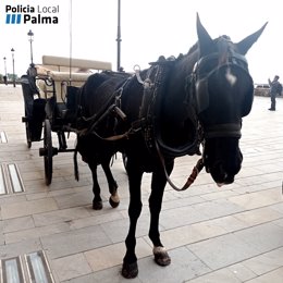 Caballo desnutrido inmovilizado de una galera en la zona de Dalt Murada.