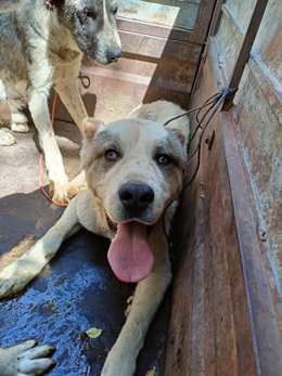 Uno de los perros localizados en malas condiciones en un cortijo de Granada