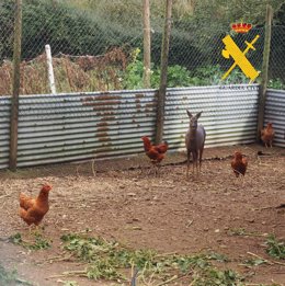 La Guardia Civil rescata un corzo que se encontraba oculto, en un recinto en cautividad, en una explotación agroganadera de Castroverde (Lugo).