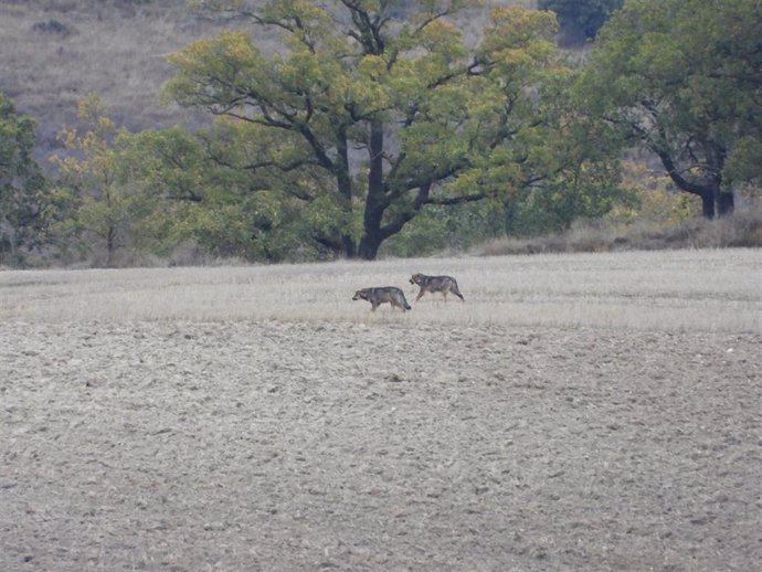 Archivo - Ecologistas en Acción y PACMA celebran la sentencia del TJUE que prohíbe la caza de lobos en Castilla y León