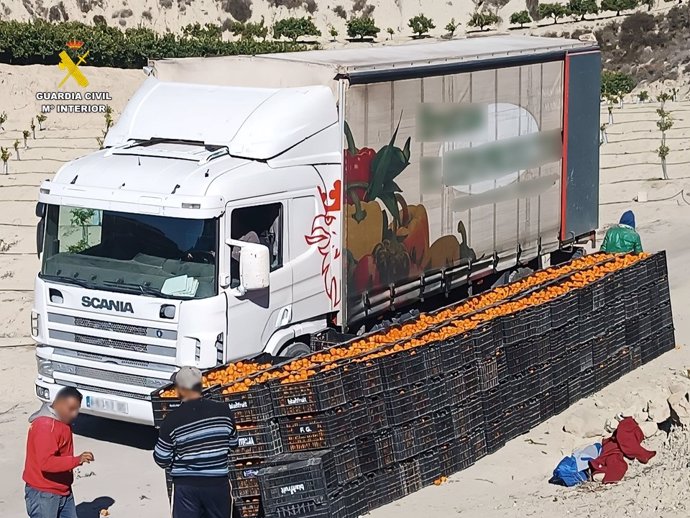 Desmantelan una trama de estafa en la compraventa de mandarinas en Jacarilla y Orihuela (Alicante).