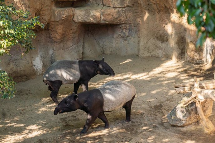 Tapires malalyos en Bioparc Fuengirola