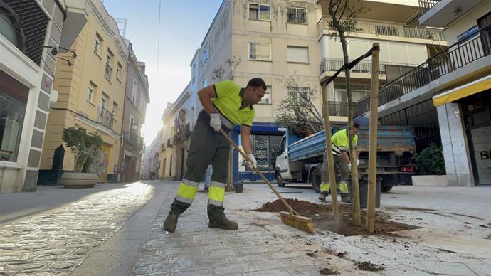 El Ayuntamiento de Sevilla planta los primeros árboles en la calle Zaragoza.