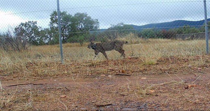 Liberación de la lince Uvita en el Parque Nacional de Cabañeros.