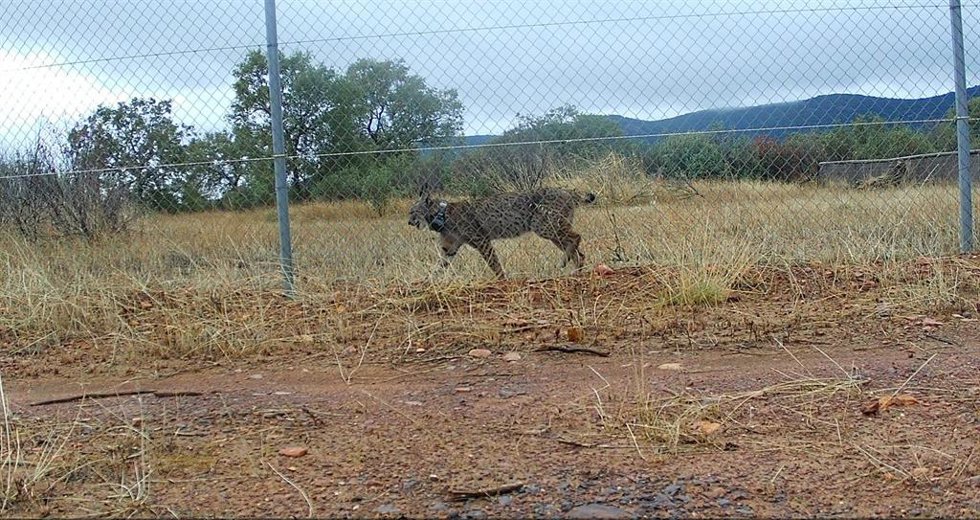 Liberación de la lince Uvita en el Parque Nacional de Cabañeros.