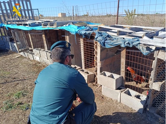 La Guardia Civil inspecciona el corral de Cuéllar donde estaban los gallos mutilados.