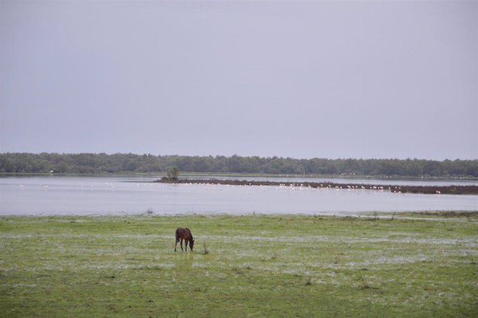 Espacio natural de Doñana. (Foto de archivo).