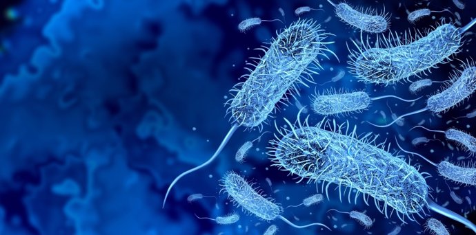 Vibrio cholerae, la bacteria del cólera.