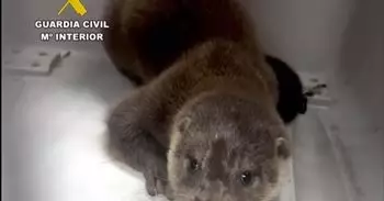 Rescatada una nutria que se encontraba en las vías del tren próximas al Puerto de Santander