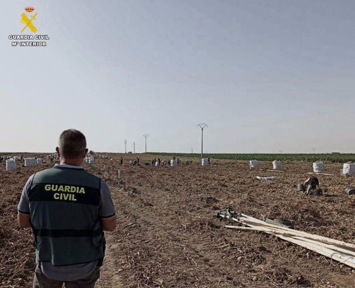 La Guardia Civil investiga en Brahojos (Valladolid) a dos personas por emplear en el campo a 'sin papeles'.