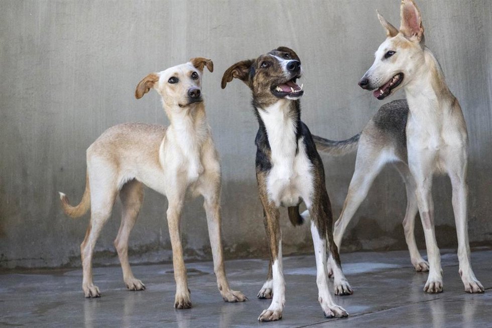 Bioparc y AUPA impulsan el Desfile de Perros en busca de hogar "más emotivo" con canes afectados por la dana
