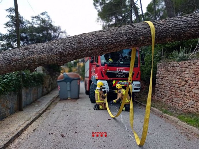 Los Bombers de la Generalitat retiran un árbol caído por el viento