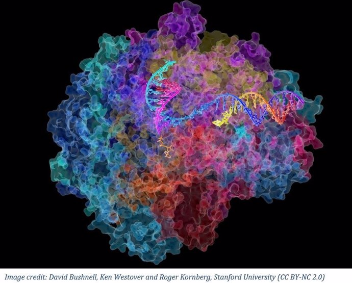 "Structure Of RNA Polymerase II, The Enzyme In Mammalian Cells That Catalyzes The Transcription Of DNA Into Messenger RNA, Which, In Turn, Dictates The Order Of Amino Acids In Proteins".