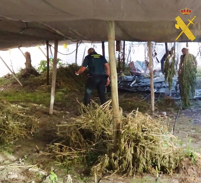 Marihuana intervenida en dos invernaderos de Gérgal (Almería).