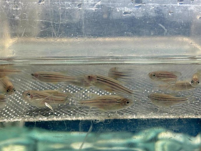 Peces cebra estudiados por investigadores del CABD