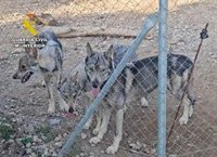 La Guardia Civil investiga a un vecino de Lorca (Murcia) por tener cuatro lobos ibéricos como mascotas