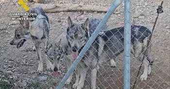 La Guardia Civil investiga a un vecino de Lorca (Murcia) por tener cuatro lobos ibéricos como mascotas