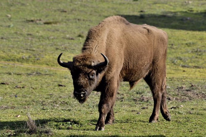 Archivo - La Sierra de Andújar se abre a la conservación de los bisontes con ejemplares venidos desde Polonia, a 11 de febrero de 2023 en Jaén (Andalucía, España). La Sierra de Andújar (Jaén) se ha abierto a la conservación del bisonte europeo. Lo ha hech