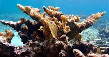 Más del 40% de las especies de coral se enfrentan a la extinción