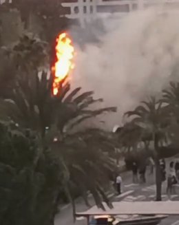 Arde un autobús en el barrio de Campanar y el fuego se propaga a una palmera cercana