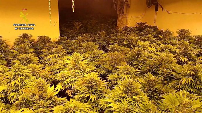 Plantas de marihuana intervenidas en la operación.