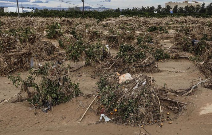 Campo de naranjos arrasado por la DANA, a 21 de noviembre de 2024, en Algamesí, Valencia, Comunidad Valenciana (España). 