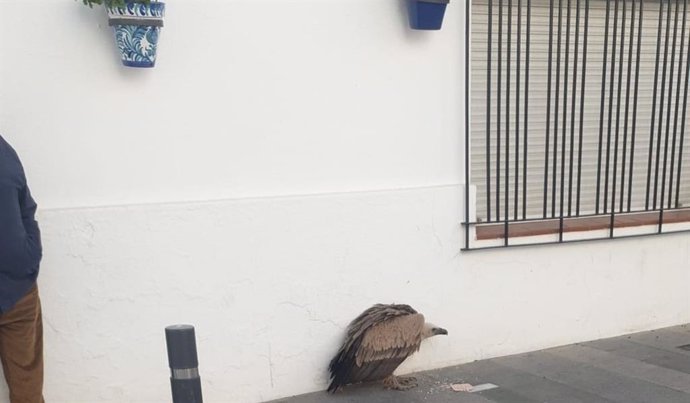 El buitre leonado se encontraba en plena calle en Mijas Pueblo.