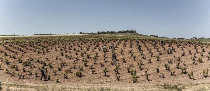 Archivo - Imagen del viñedo Pago de Valderramiro, que cumple un siglo desde su plantación.