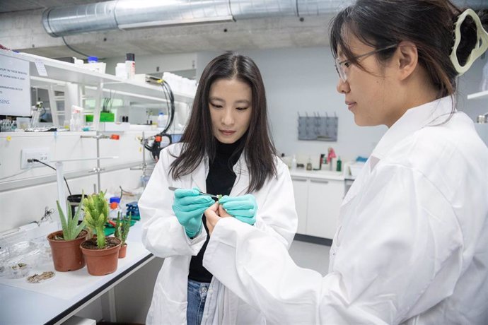 Dos investigadoras del equipo de UCAM-SENS, en uno de los laboratorios del hub de la Universidad Católica de Murcia.