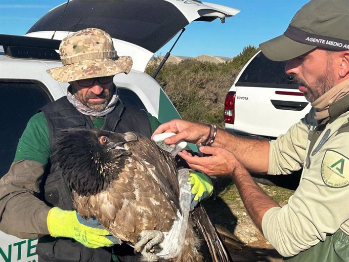 Ejemplar de quebrantahuesos recuperado en el paraje Punta Entinas-Sabinar entre El Ejido y Roquetas de Mar (Almería).