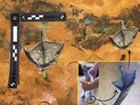 Huellas fosilizadas en Matalascañas revelan presencia de flamencos en Doñana hace 150.000 años, las primeras de Europa