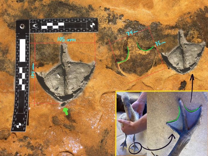 Huella fósil comparada con una huella actual de flamenco.