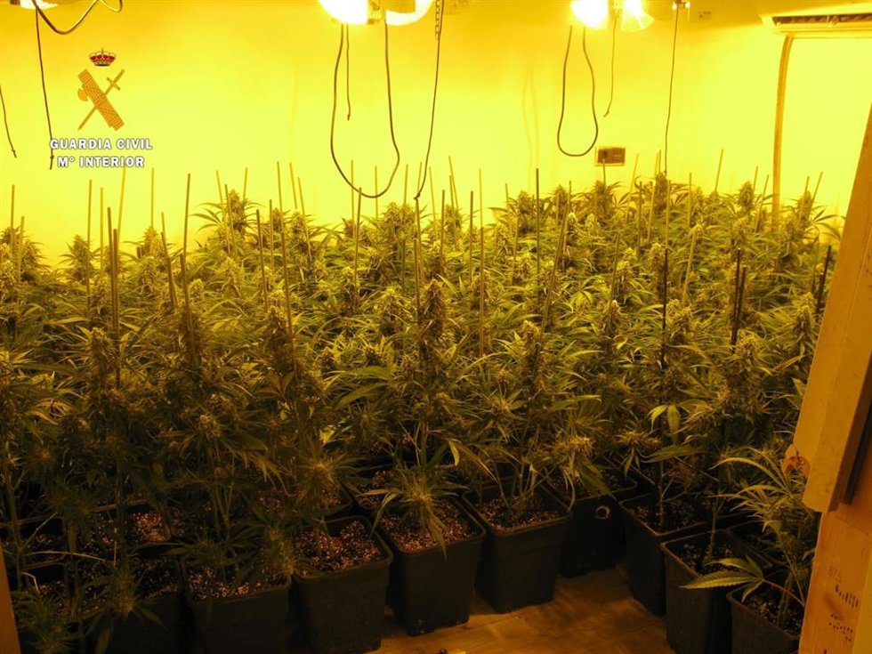 Plantación de marihuana desmantelada por la Guardia Civil. Archivo.