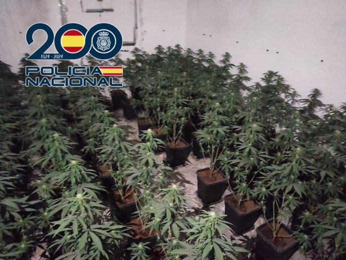 Plantación de marihuana.