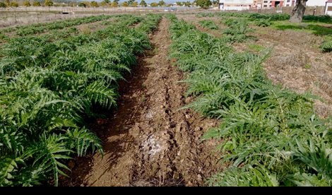 Comunicados Sociedad