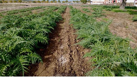 Comunicados Sociedad