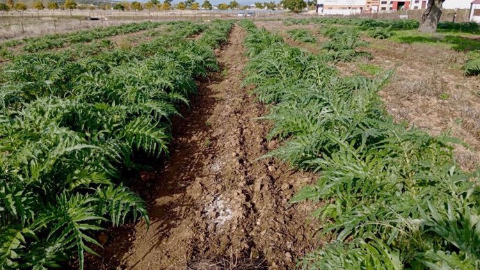 La Torta del Casar prevé plantar 18 hectáreas de cardo para asegurar la producción del queso