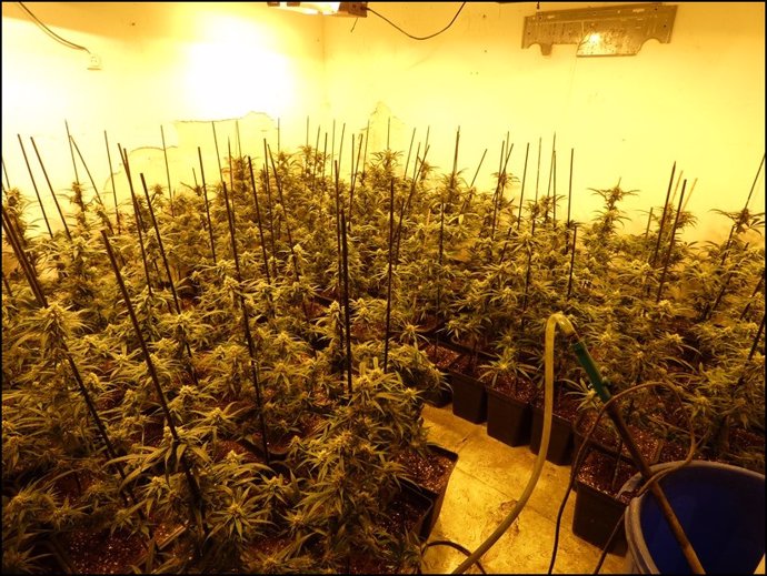 Una plantación de marihuana desmantelada por los Mossos d'Esquadra, en una imagen de archivo