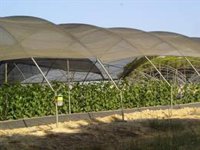 La Junta espera que las ayudas a agricultores del Pacto de Doñana "lleguen lo antes posible"