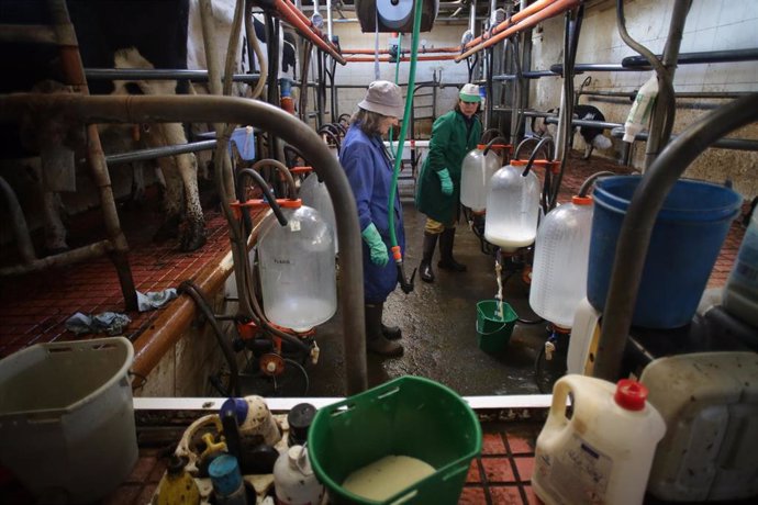 Archivo - Dos mujeres trabajan durante el ordeño en la ganadería Bértolos e Serranos, a 19 de febrero de 2023, en Macedo, Friol, Lugo, Galicia (España). La ganadería Bértolos e Serranos produce leche para venta y para elaboración de quesos bajo marca prop